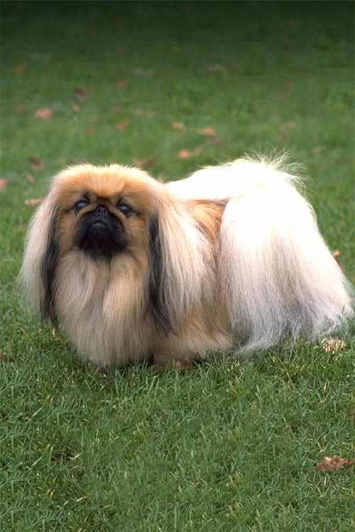 京巴犬您得这样养