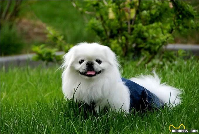 京巴犬您得这样养