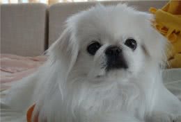 京巴犬您得这样养