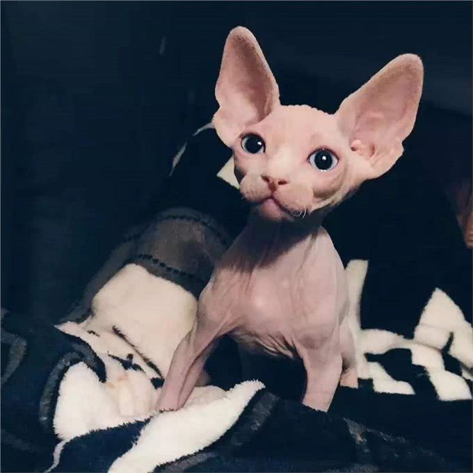 养无毛猫的七大益处，养过的都说好，戒都戒不掉!