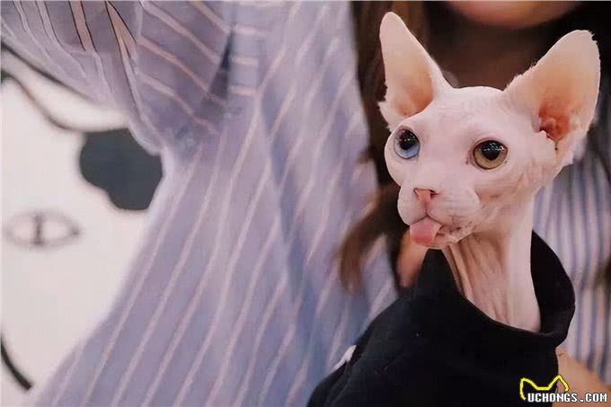 养无毛猫的七大益处，养过的都说好，戒都戒不掉!