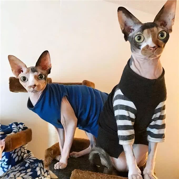 养无毛猫的七大益处，养过的都说好，戒都戒不掉!