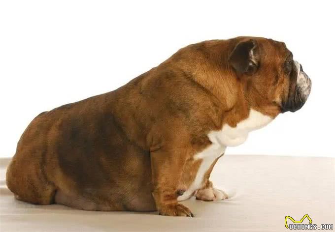 狗狗怀孕了如何照顾，照顾怀孕的狗狗要注意什么?