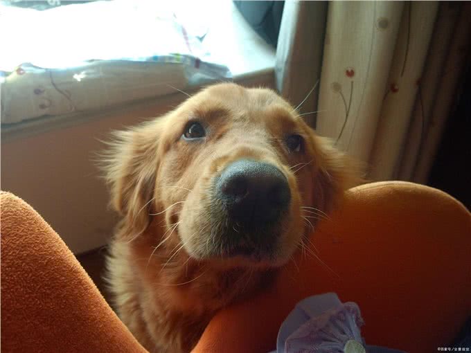 七款比较好养的狗，适合想养狗但又比较懒的人颜值还高，一起来看