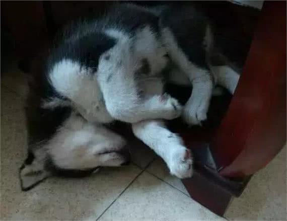 怎么看哈士奇是不是纯种的?一个姿势就够!