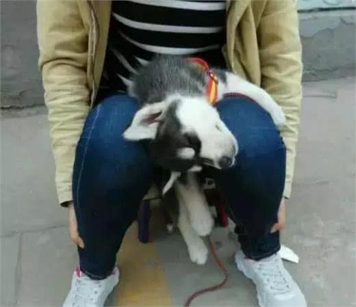 怎么看哈士奇是不是纯种的?一个姿势就够!