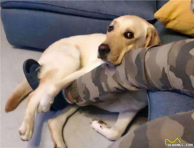 狗狗的4种认错方式，看不懂，铲屎官白当了