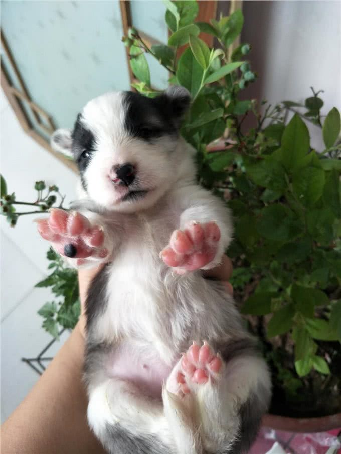 准备养狗狗须知