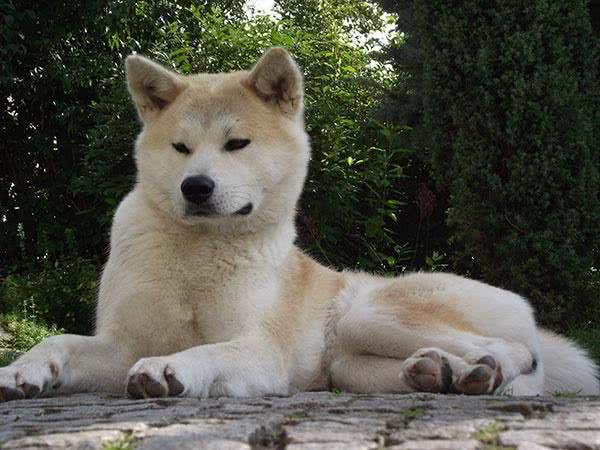 每日一读:狗狗品种—秋田犬