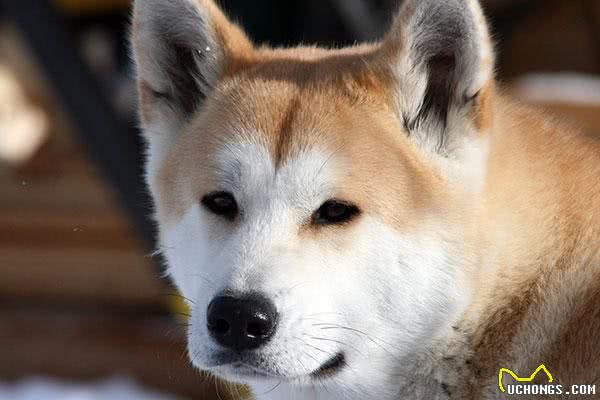 每日一读:狗狗品种—秋田犬
