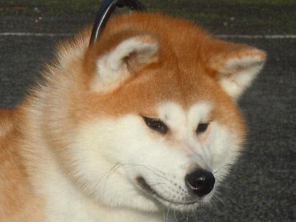 每日一读:狗狗品种—秋田犬