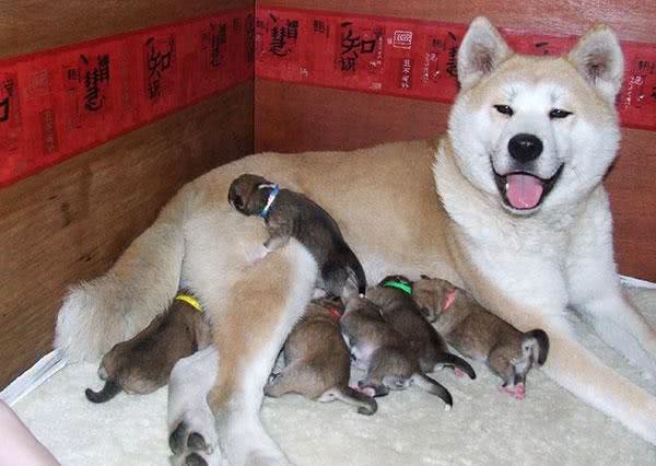 每日一读:狗狗品种—秋田犬