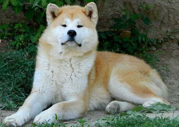 每日一读:狗狗品种—秋田犬