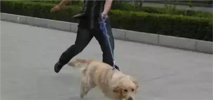 宠物训练的方法有哪些?训练方向和基本原则
