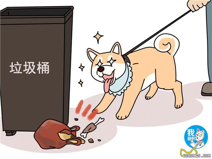 狗狗到处乱嗅是天性吗?为了避免意外发生，学会拒食很有必要