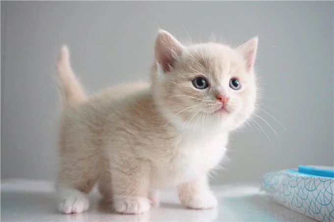 养英短猫的好处与坏处，想养的要了解清楚
