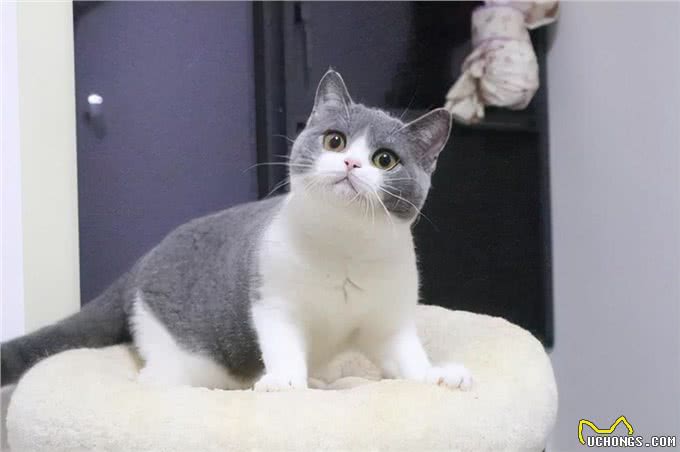 养英短猫的好处与坏处，想养的要了解清楚