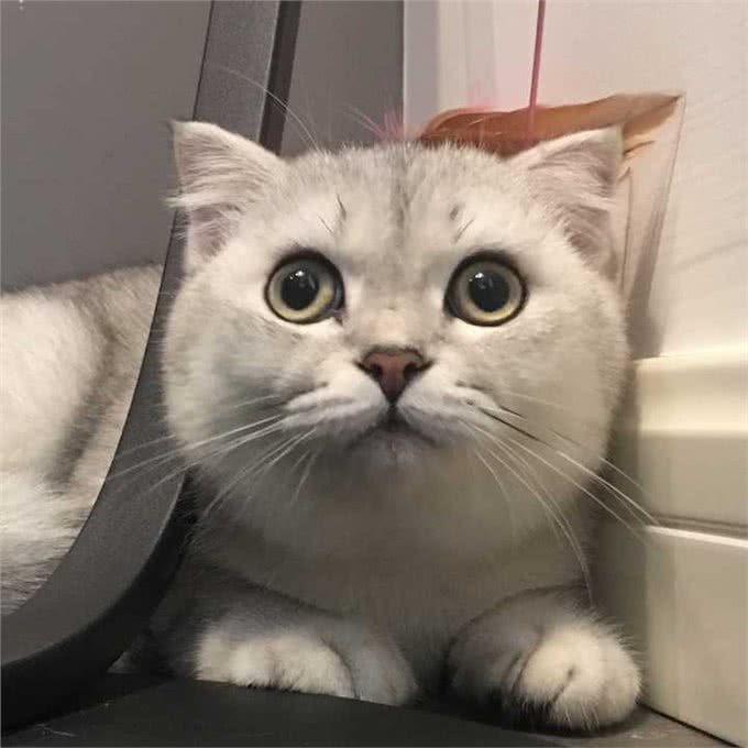 养英短猫的好处与坏处，想养的要了解清楚