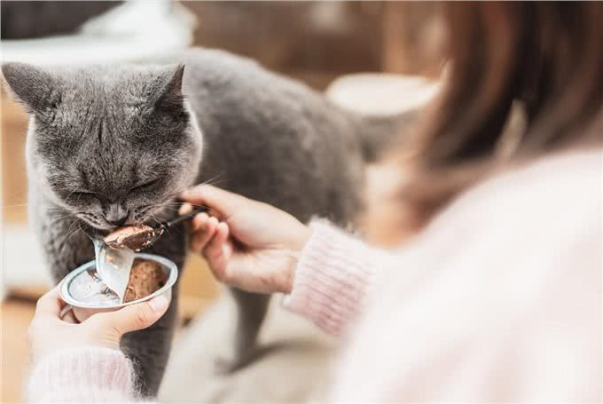 养英短猫的好处与坏处，想养的要了解清楚