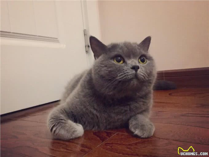 养英短猫的好处与坏处，想养的要了解清楚