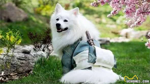 下面5种狗狗不要惹，比猫咪还记仇，不理你是轻的