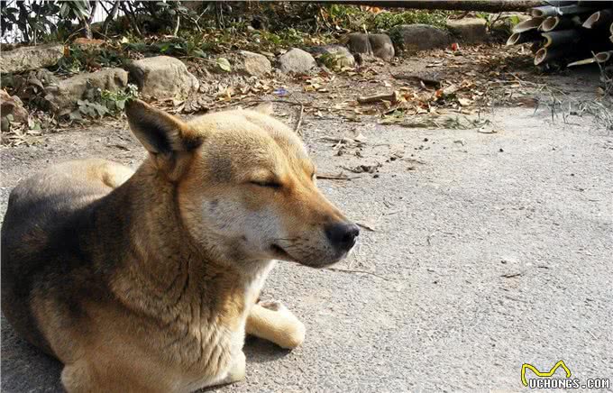 狗狗夏季中暑情况多，为避免爱犬遭遇意外，铲屎官应了解相关情况