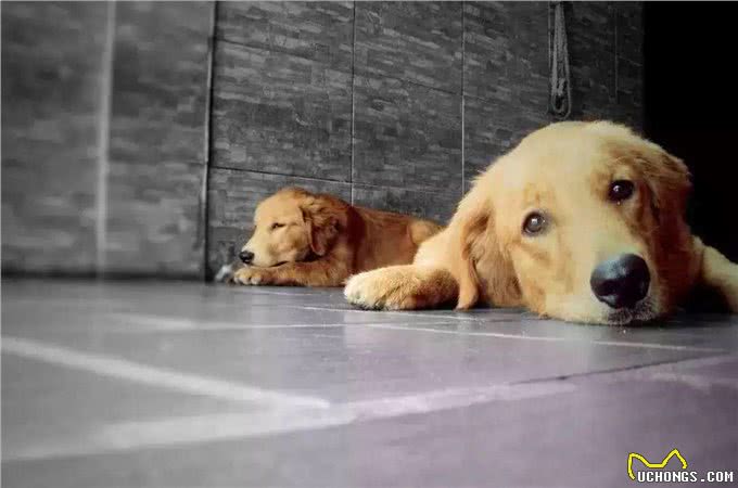 狗狗夏季中暑情况多，为避免爱犬遭遇意外，铲屎官应了解相关情况