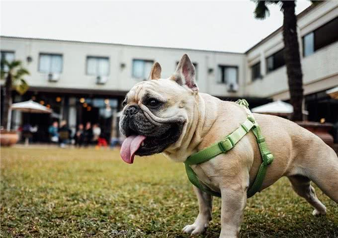 狗狗夏季中暑情况多，为避免爱犬遭遇意外，铲屎官应了解相关情况