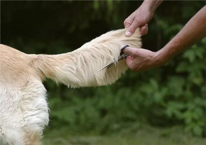 狗狗夏季中暑情况多，为避免爱犬遭遇意外，铲屎官应了解相关情况