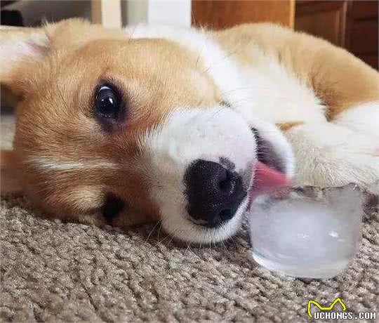 狗狗夏季中暑情况多，为避免爱犬遭遇意外，铲屎官应了解相关情况
