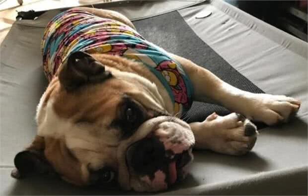 狗狗夏季中暑情况多，为避免爱犬遭遇意外，铲屎官应了解相关情况