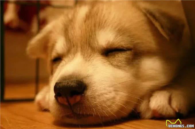 狗狗夏季中暑情况多，为避免爱犬遭遇意外，铲屎官应了解相关情况