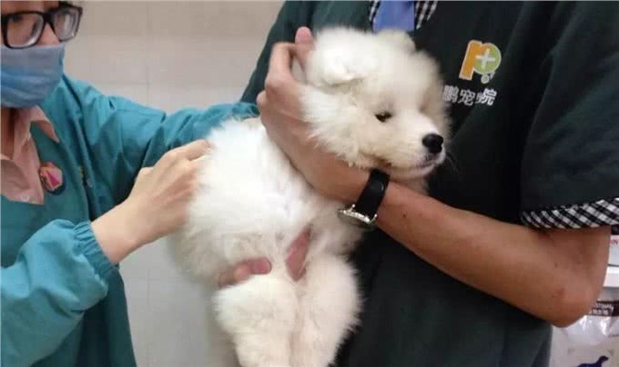 狗狗夏季中暑情况多，为避免爱犬遭遇意外，铲屎官应了解相关情况