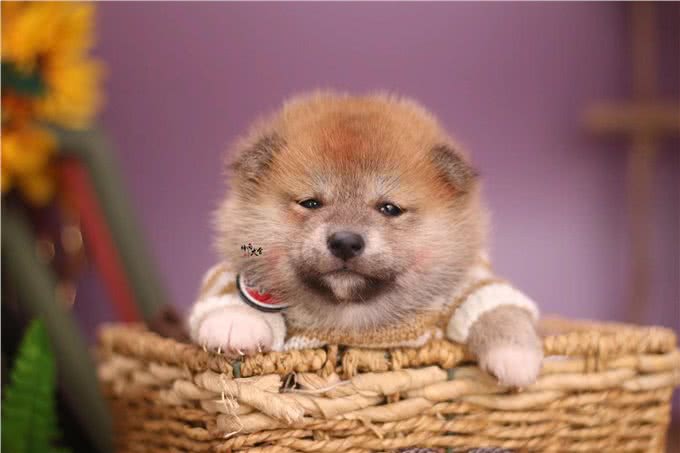 柴犬和金毛?到底哪个更适合新手饲养?四点告诉你