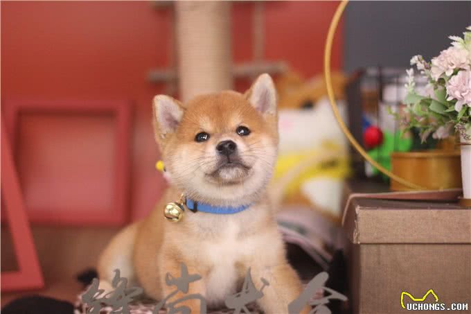 柴犬和金毛?到底哪个更适合新手饲养?四点告诉你