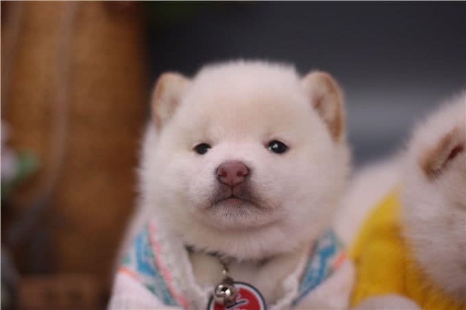 柴犬和金毛?到底哪个更适合新手饲养?四点告诉你