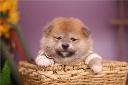 柴犬和金毛?到底哪个更适合新手饲养?四点告诉你