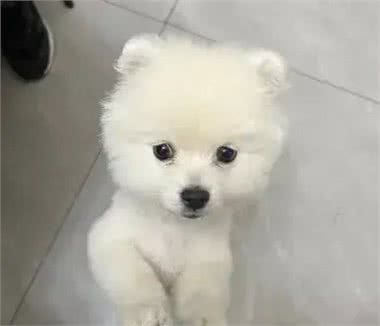 新手养博美，从零基础到宠物达人，快学起来吧!