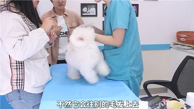 狗狗皮肤病确诊很重要!真菌性质的注意了!—养宠进阶指南