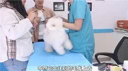 狗狗皮肤病确诊很重要!真菌性质的注意了!—养宠进阶指南