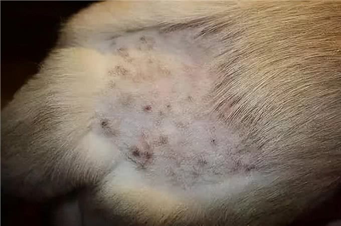 狗狗秋季大量掉毛，有几个问题要反省