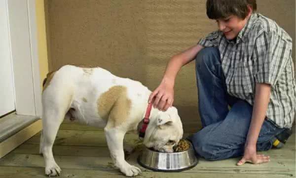 狗狗护食问题很好解决，2步就到定