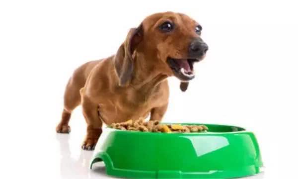 狗狗护食问题很好解决，2步就到定