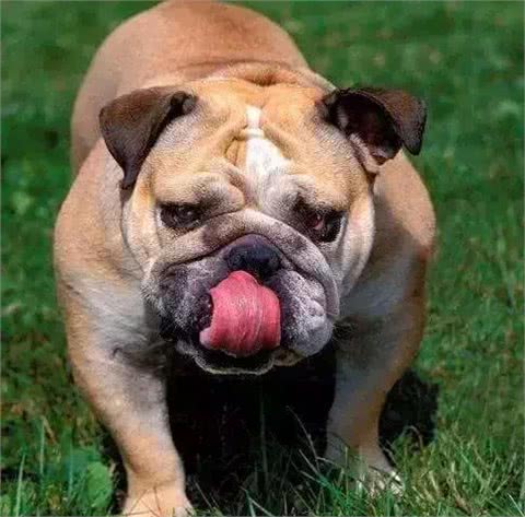 斗牛犬的来历，你知道吗?
