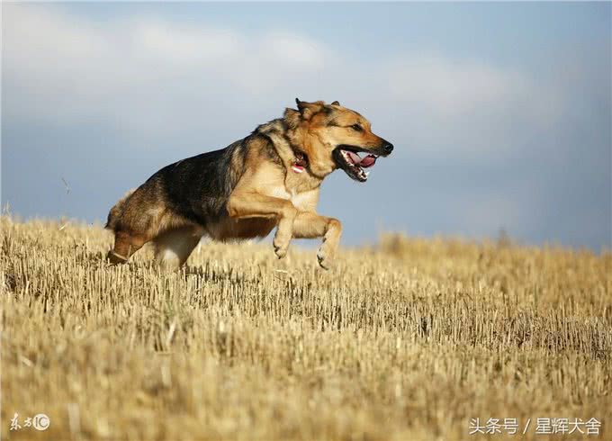 德国牧羊犬的健康标准