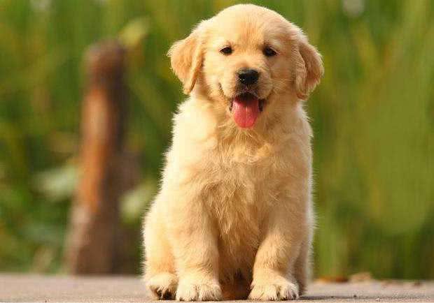 养一只金毛犬要准备什么日常用品?