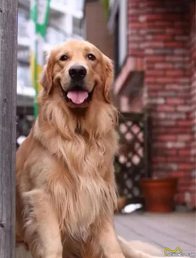 养一只金毛犬要准备什么日常用品?