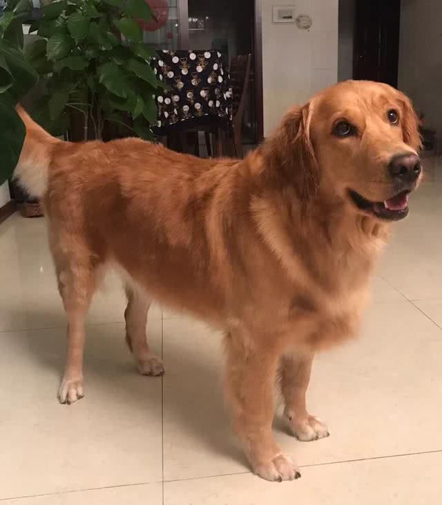 养一只金毛犬要准备什么日常用品?