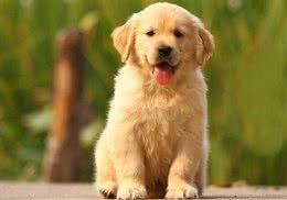 养一只金毛犬要准备什么日常用品?