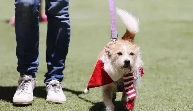 夏天太热，狗狗总是热得直喘可怎么办?狗狗防中暑指南GET起来